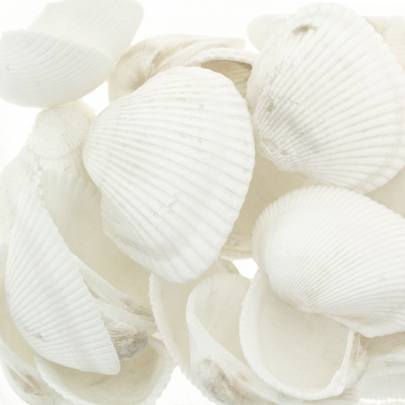 White corrugated shells / no hole / 20-29 mm 5 pcs. MU078