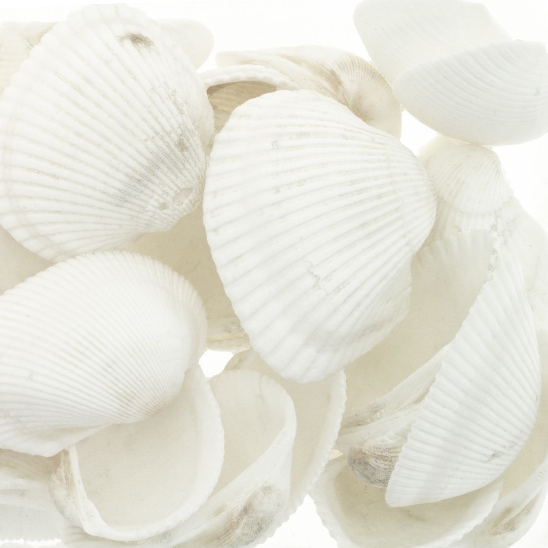 White corrugated shells / no hole / 20-29 mm 5 pcs. MU078