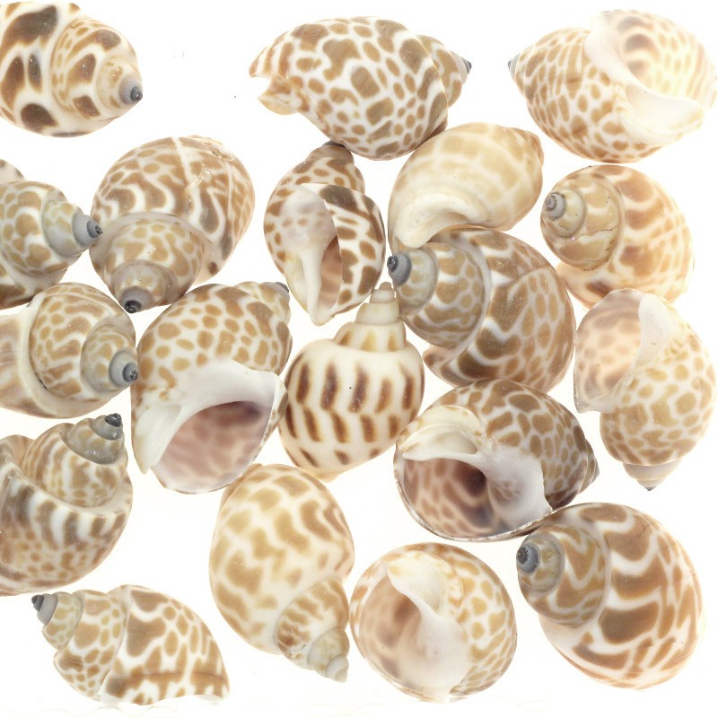 Babylonia sea shells / without hole / 35mm 1pc. MU080B