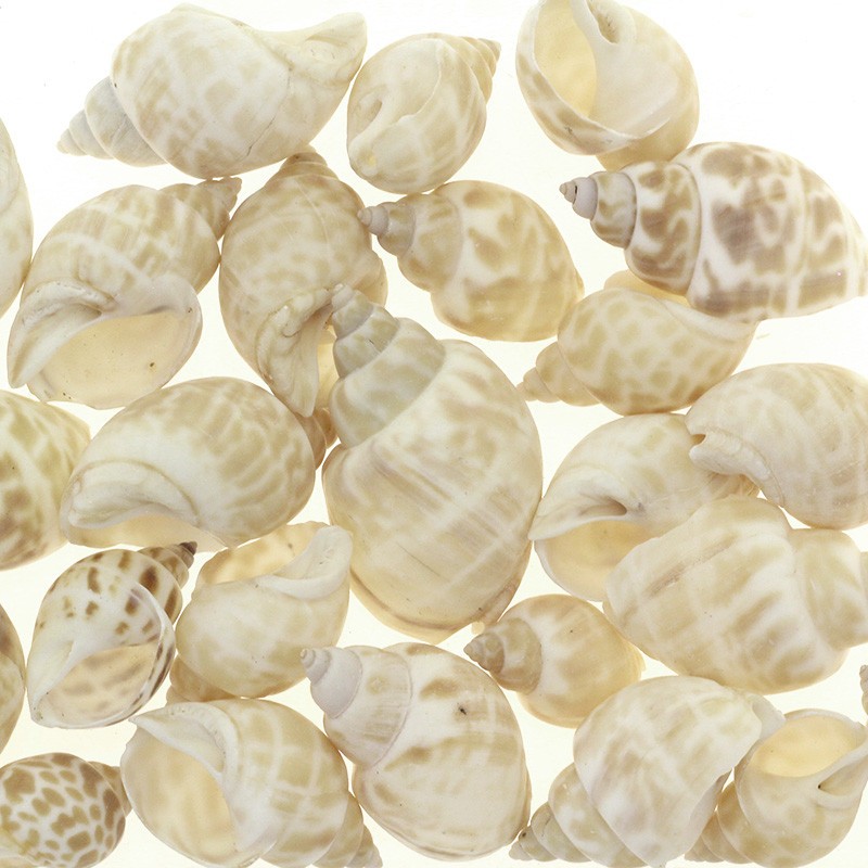 Babylonia Japonica shells clear / without hole / 30-45mm 1pc. MU080E