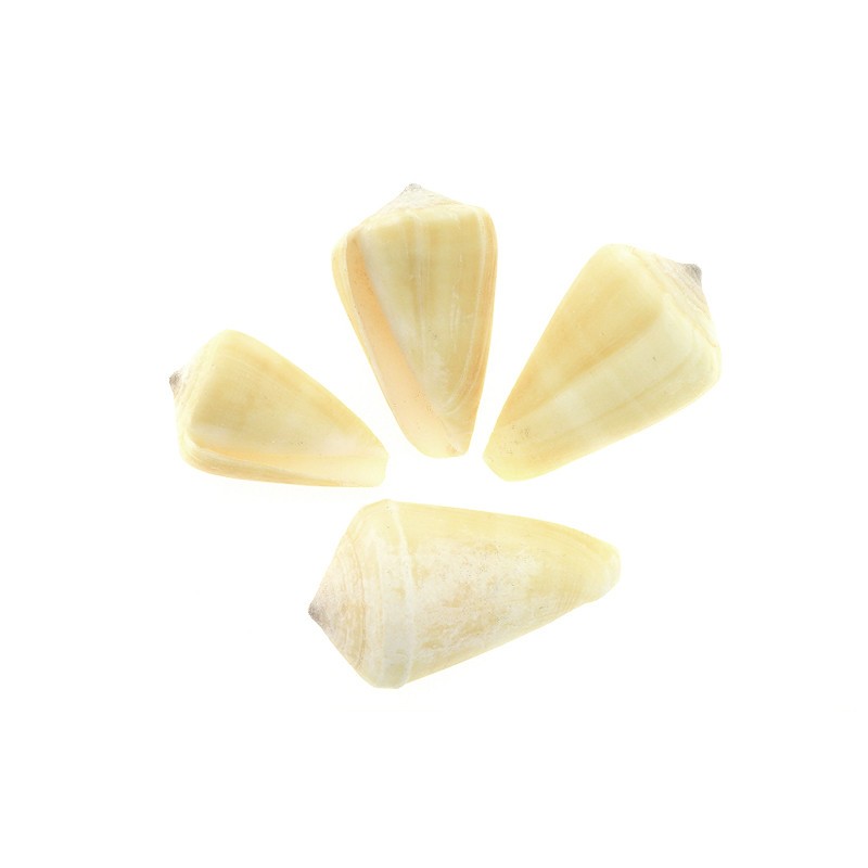 Conus shells / without hole / 40-50mm 1 pc. MU083B